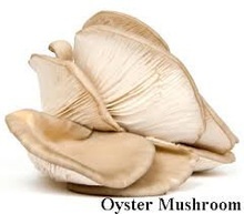 iqf baby oyster mushroom - product's photo
