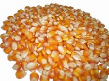 yellow corn - product's photo