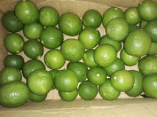 good quality fresh lemon - product's photo