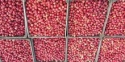 best fresh fruits,fresh and dried nuts - product's photo