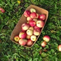 new fresh fruits red fuji apples - product's photo