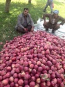 new arrival natural golden delicious fresh apples - product's photo