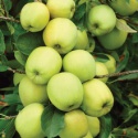 delicious red and golden apple - product's photo