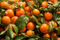 naartjies fruits available - product's photo