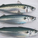 sea food frozen chum salmon - product's photo