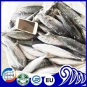  frozen whole round bonito fish - product's photo