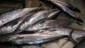  surmai fish - product's photo