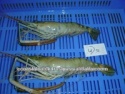 scampi whole hoso iqf - product's photo