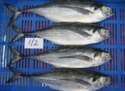 frozen horse mackerel - product's photo