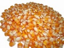 yellow corn - product's photo