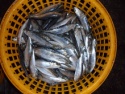 high quality wr fresh sardine fish - product's photo