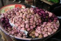 africa edible cola nut, bitter cola for very cheap price - product's photo
