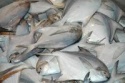 silver pomfret, white pomfret, pomfret, black pomfret - product's photo