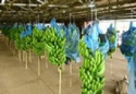 cavendish cavendish - product's photo